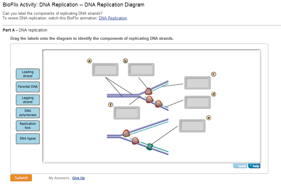 DNA: The Molecule Of Heredity Quiz